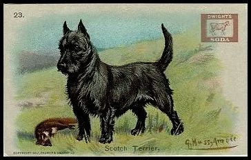 23 Scottish Terrier